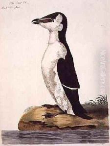 The Razorbill Alca torda or Black-Billed Auk, plate from The British Zoology, Class II Birds, engraved by Peter Mazell fl.1761-97 1766
