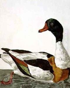 The Common Shelduck from The British Zoology, Class II Birds, engraved by Peter Mazell fl.1761-97 1766