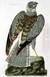 The Hen Harrier Circus cyaneus plate from The British Zoology, Class II Birds, engraved by Peter Mazell fl.1761-97 1766 The Hen Harrier Circus cyaneus plate from The British Zoology, Class II Birds, engraved by Peter Mazell fl.1761-97 1766