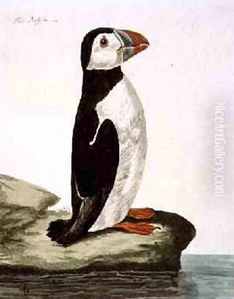 The Puffin Fratercula arctica plate from The British Zoology, Class II Birds, engraved by Peter Mazell fl.1761-97 1766 - view 1