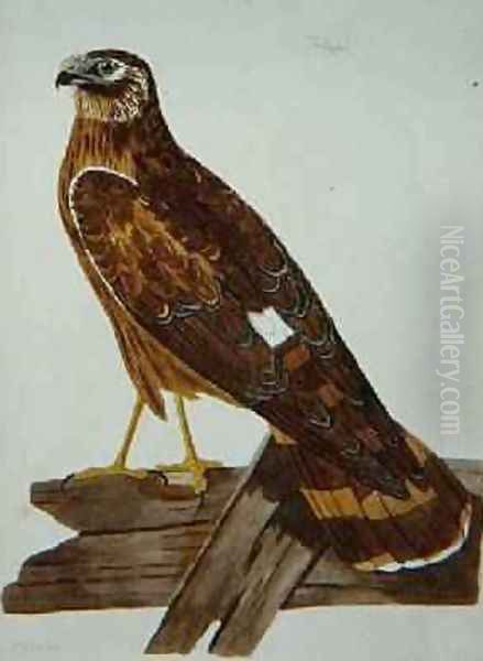 The Ringtail, female of the Hen Harrier Circus cyaneus plate from The British Zoology, Class II Birds, engraved by Peter Mazell fl.1761-97 1766 - view 1