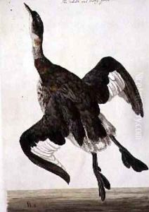 The White and Dusky Grebe, plate from The British Zoology, Class II Birds, engraved by Peter Mazell fl.1761-97 1766