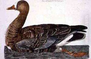 The White-Fronted Goose Anser albifrons plate from The British Zoology, Class II Birds, engraved by Peter Mazell fl.1761-97