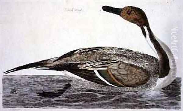 The Pintail Duck Anas acuta plate from The British Zoology, Class II Birds, engraved by Peter Mazell fl.1761-97 1766 - view 1
