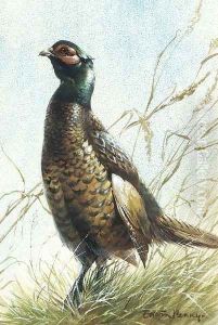 A pheasant by Edward Penny