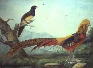 A Golden Pheasant and a Trogon by L.F.A. Panhuts