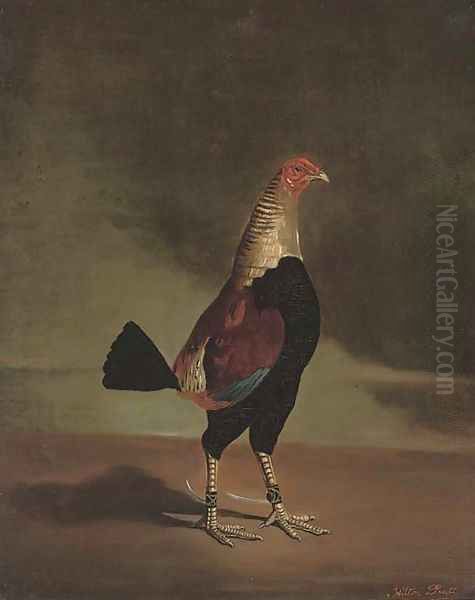 A prize fighting cock - view 1