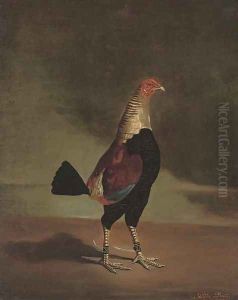 A prize fighting cock