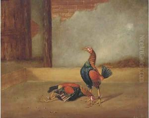 Fighting cocks, the death