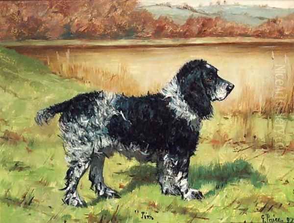 Jim, a Springer Spaniel - view 1