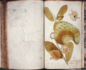 Ms 23 Cardamom, from a manuscript on plants of the Antilles and Santo Domingo