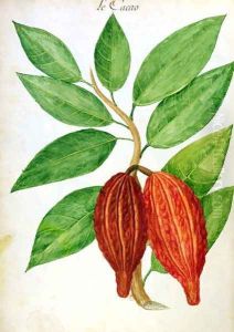 Cacao, from a manuscript on plants and civilization in the Antilles, c.1686 by Charles Plumier