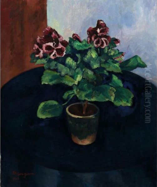 Les Pelargoniums - view 1