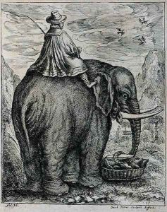Riding an Elephant, from Elephantographia curiosa by G.C. Petri von Hartenfels, 1723 by Jacob Petrus