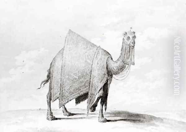 Camel - view 1