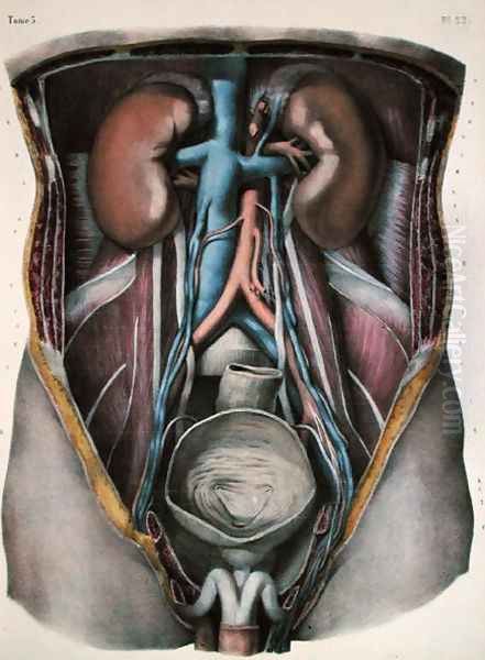 The kidneys and bladder, plate from Traite Complet de lAnatomie de lHomme by Jean-Baptiste Marc Bourgery 1797-1849 engraved by Nicolas Henri Jacob 1782-1871 1866-67 - view 1