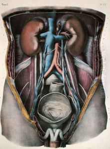The kidneys and bladder, plate from Traite Complet de lAnatomie de lHomme by Jean-Baptiste Marc Bourgery 1797-1849 engraved by Nicolas Henri Jacob 1782-1871 1866-67 by E. Pochet