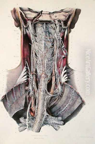 Cross-section of the neck, plate from Traite Complet de lAnatomie de lHomme by Jean-Baptiste Marc Bourgery 1797-1849 1866-67 - view 1