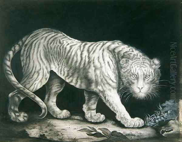 A Prowling Tiger - view 1