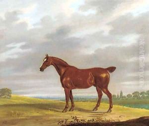 A chestnut hunter in an extensive landscape
