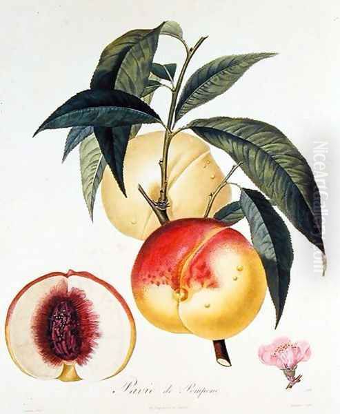 Pavie de Pompone, engraved by Bouquet - view 1