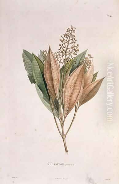 Melastoma punctata, engraved by Bouquet, plate 40 from Part VI of 'Voyage to Equinoctial Regions of the New Continent' by Friedrich, Baron von Humboldt 1769-1859 and Aime Bonpland 1773-1858 pub. 1806 - view 1
