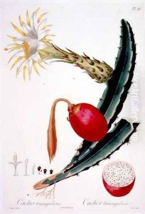 Cactus Triangularis, plate 26 from Flore des Antilles Volume 4, by Francois Richard Tussac, published 1808-27 by Poiteau, Pierre Antoine