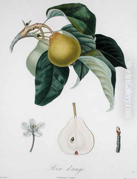 Poire dange, engraved by Bocourt, published 1755 - view 1