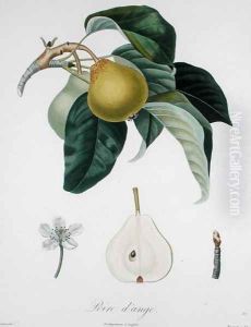 Poire dange, engraved by Bocourt, published 1755 by Poiteau, Pierre Antoine