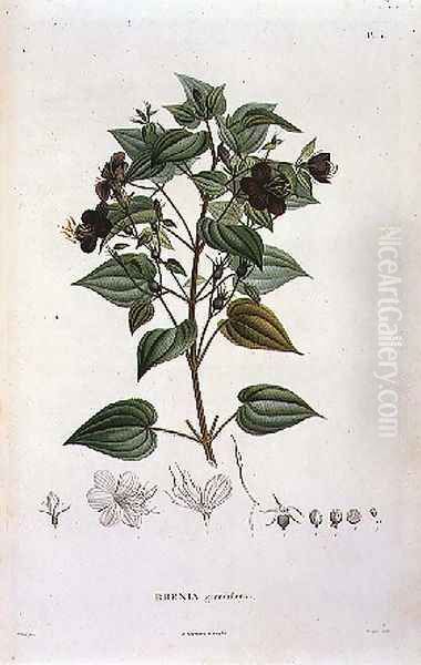 Rhexia grandiflora, engraved by Bouquet, plate 11 from Part VI of Voyage to Equinoctial Regions of the New Continent' by Friedrich Alexander, Baron von Humboldt 1769-1859 and Aime Bonpland 1773-1858 pub. 1806 - view 1