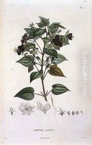 Rhexia grandiflora, engraved by Bouquet, plate 11 from Part VI of Voyage to Equinoctial Regions of the New Continent' by Friedrich Alexander, Baron von Humboldt 1769-1859 and Aime Bonpland 1773-1858 pub. 1806