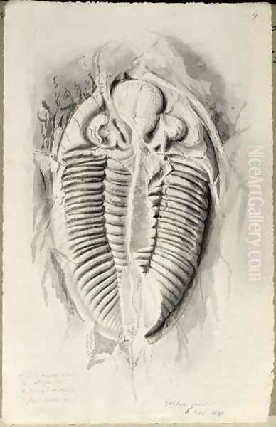 Trilobite from Golden Grove, 6th November 1841 - view 1