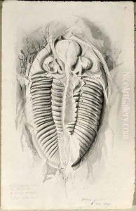 Trilobite from Golden Grove, 6th November 1841