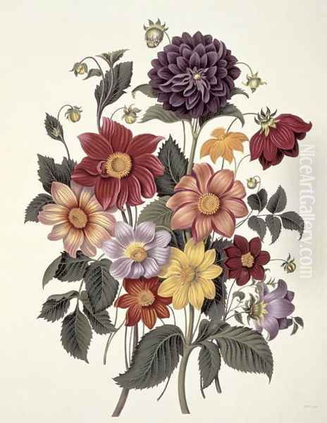 Dahlias, engraved by Weddell, plate 10 from Beauties of Flora by S. Curtis, 1820 - view 1