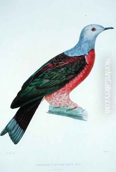 The Bleeding Heart Dove, illustration from LAstrolabe by Dumond DUrville, engraved by Massard, published 1833 - view 1
