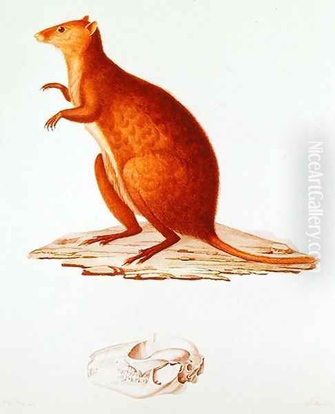 The Wallaby or Short-Tailed Kangaroo setonix brachyrus illustration from Voyage de la Corvette l'Astrolabe Pendant les Annes 1826-29 by Jules Sebastien Cesar Dumont dUrville 1790-1842 1830-35 - view 1