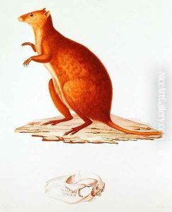 The Wallaby or Short-Tailed Kangaroo setonix brachyrus illustration from Voyage de la Corvette l'Astrolabe Pendant les Annes 1826-29 by Jules Sebastien Cesar Dumont dUrville 1790-1842 1830-35