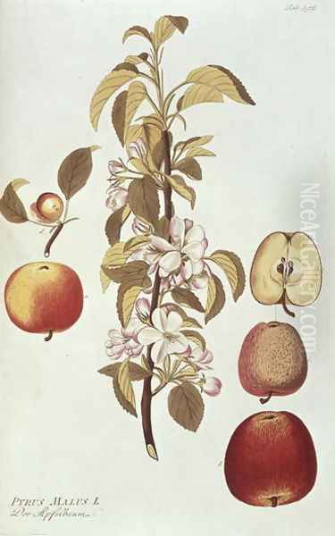 Pyrus Malus Apple - view 1