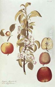 Pyrus Malus Apple by Joseph Jacob Plenck