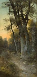 Sentiero Nel Bosco