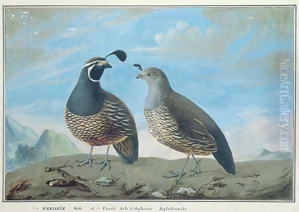 Male and Female Californian Partridge, from Voyage de La Perouse - view 1