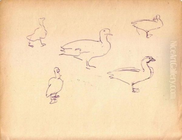 Zoo De Vincennes : Canards - view 1