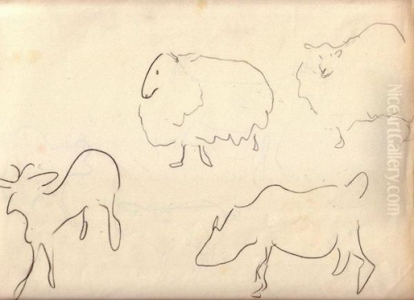 Zoo De Vincennes : Mouton, Chevre - view 1