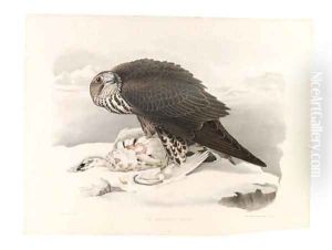Hawk by Thomas Pennant