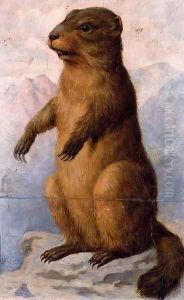 A marmot by August Von Pelzeln