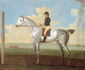 "Flyar" a Grey Stallion on the Curragh