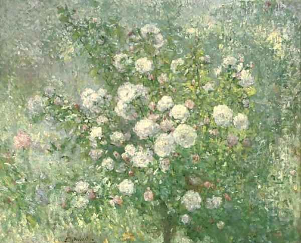 A white rose bush - view 1