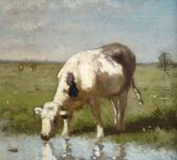A Cow Drinking At A Pond - view 1