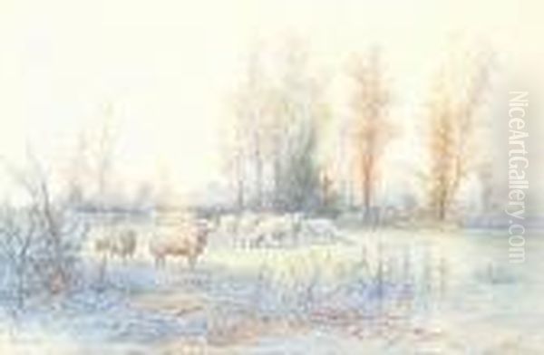 Flock Of Sheep In A Field - view 1