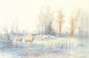 Flock Of Sheep In A Field Flock Of Sheep In A Field